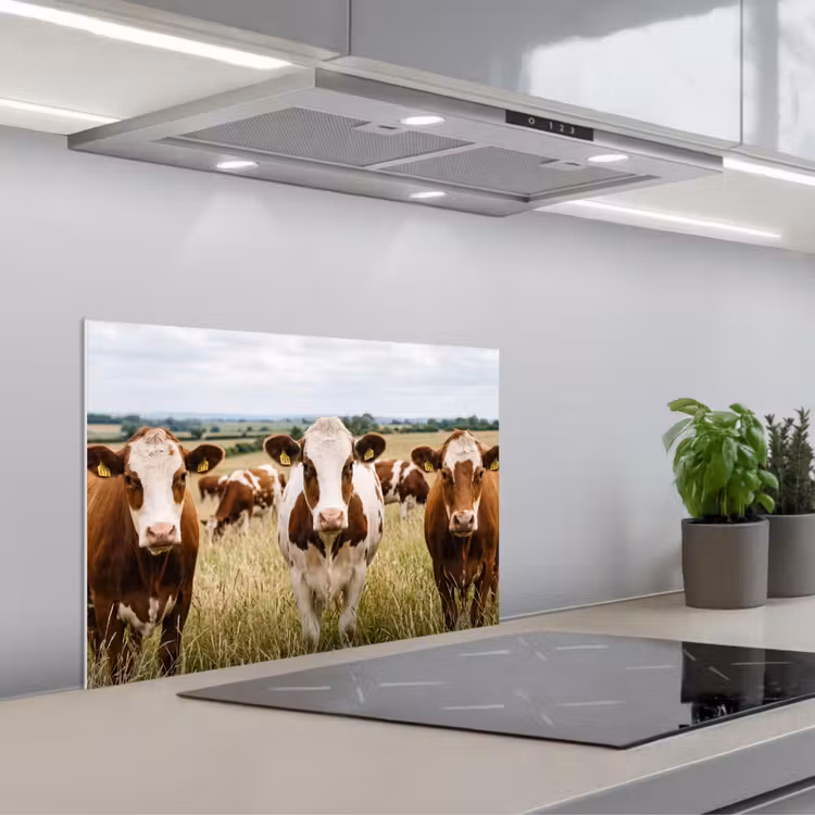 Spatscherm keuken - Koeien - Portret - Weide - Boerderij - Nieuwsgierig — 5