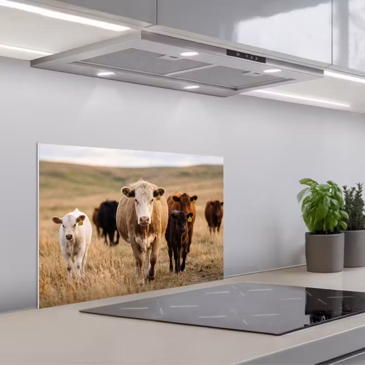 Spatscherm keuken - Runderen - Kudde - Landschap - Weide - Rustig — 5