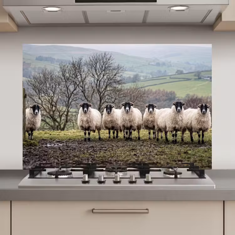 Spatscherm keuken - Schapen - Rij - Weide - Dieren - Platteland — 1