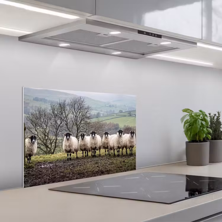 Spatscherm keuken - Schapen - Rij - Weide - Dieren - Platteland — 5