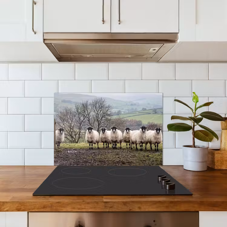 Spatscherm keuken - Schapen - Rij - Weide - Dieren - Platteland — 6