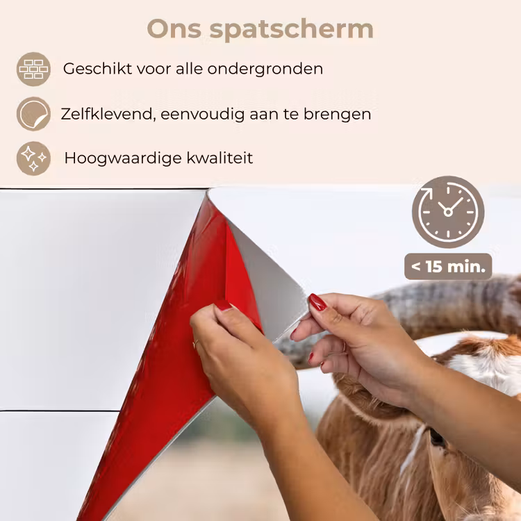 Spatscherm keuken - Texas Longhorn - Kalf - Weide - Dieren — 4