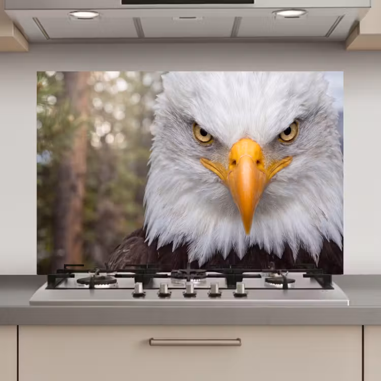 Spatscherm keuken - Amerikaans - Zeearend - Portret - Geel — 1