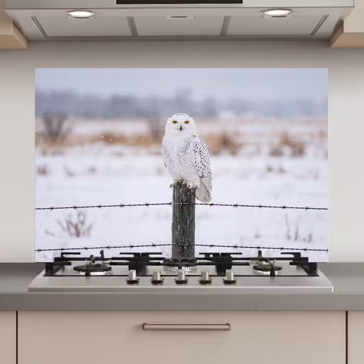 Spatscherm keuken - Sneeuwuil - Hek - Sneeuw - Wit — 1