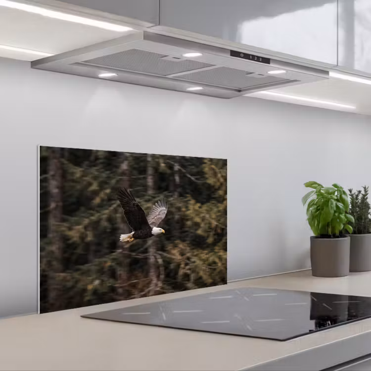 Spatscherm keuken - Zeearend - Vliegen - Bos - Natuur — 5
