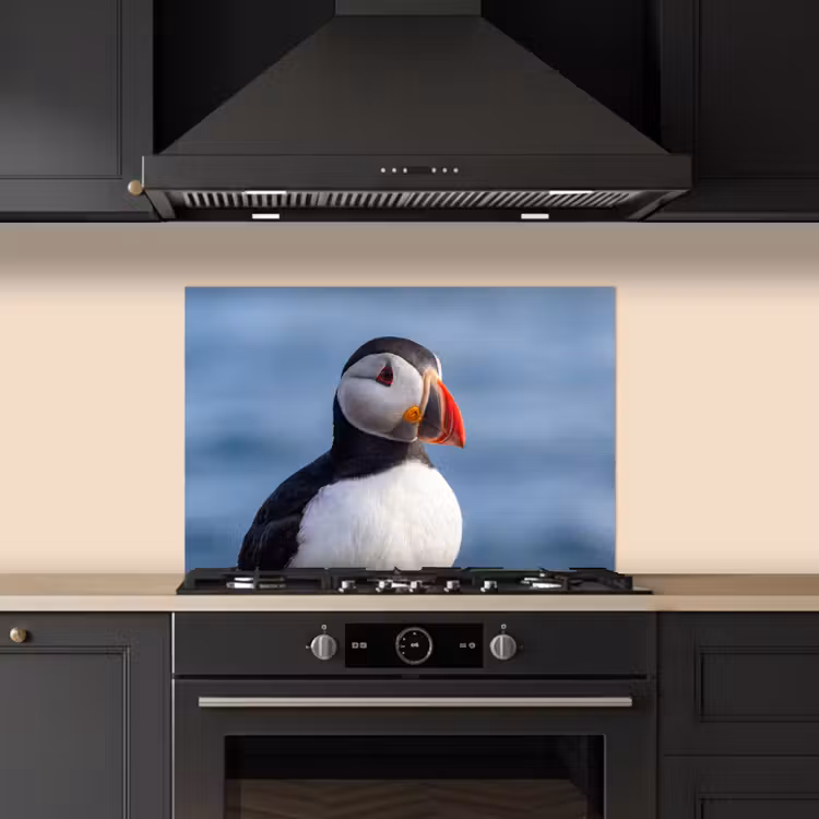 Spatscherm keuken - Papegaaiduiker - Portret - Natuur — 2