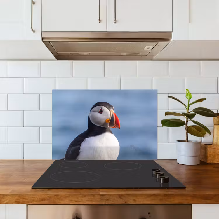 Spatscherm keuken - Papegaaiduiker - Portret - Natuur — 6