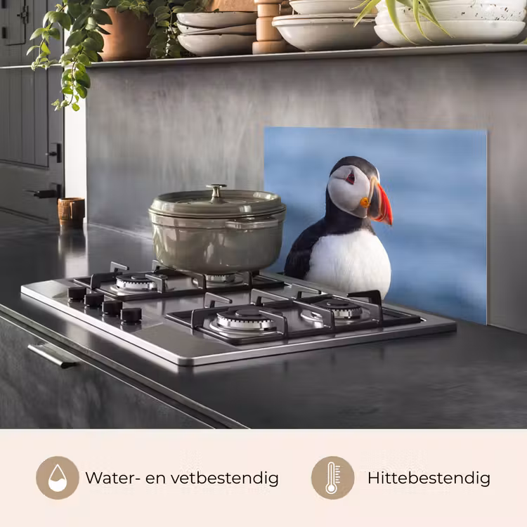Spatscherm keuken - Papegaaiduiker - Portret - Natuur — 7