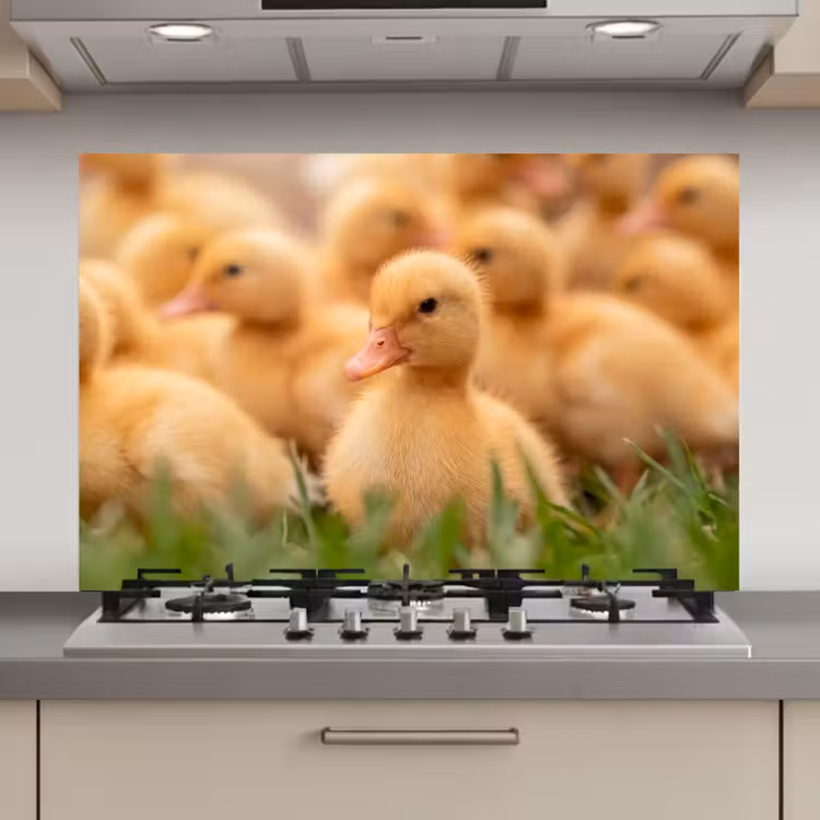 Spatscherm keuken - Pijltje - Eend - Natuur - Geel — 1