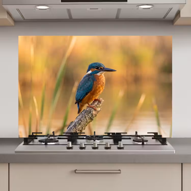 Spatscherm keuken - IJsvogel - Tak - Water - Kleurrijk - Levendig — 1