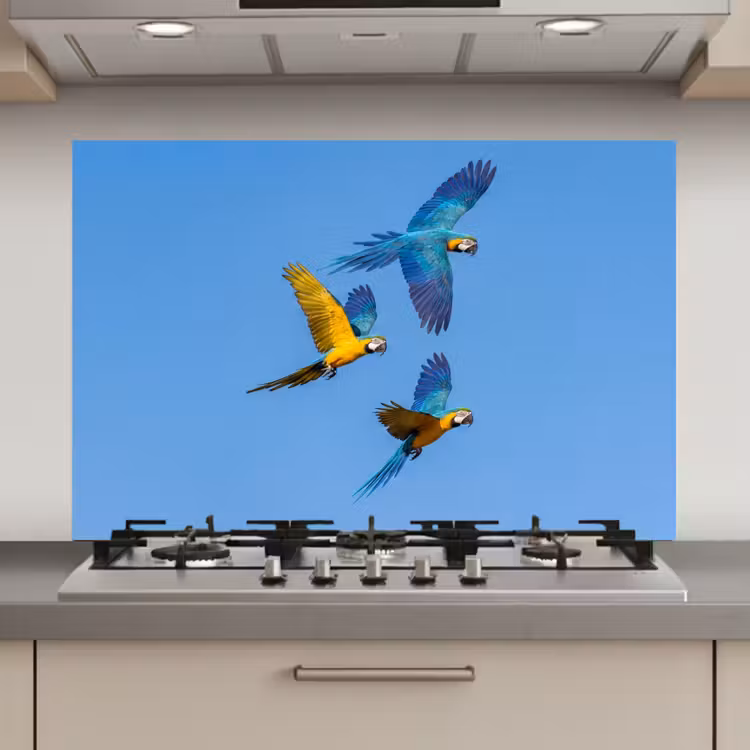 Spatscherm keuken - Papagaai - Vliegen - Blauw - Geel — 1