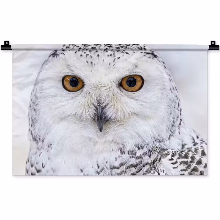 Wandkleed - Sneeuwuil - Oog - Wildlife - Wit — 1