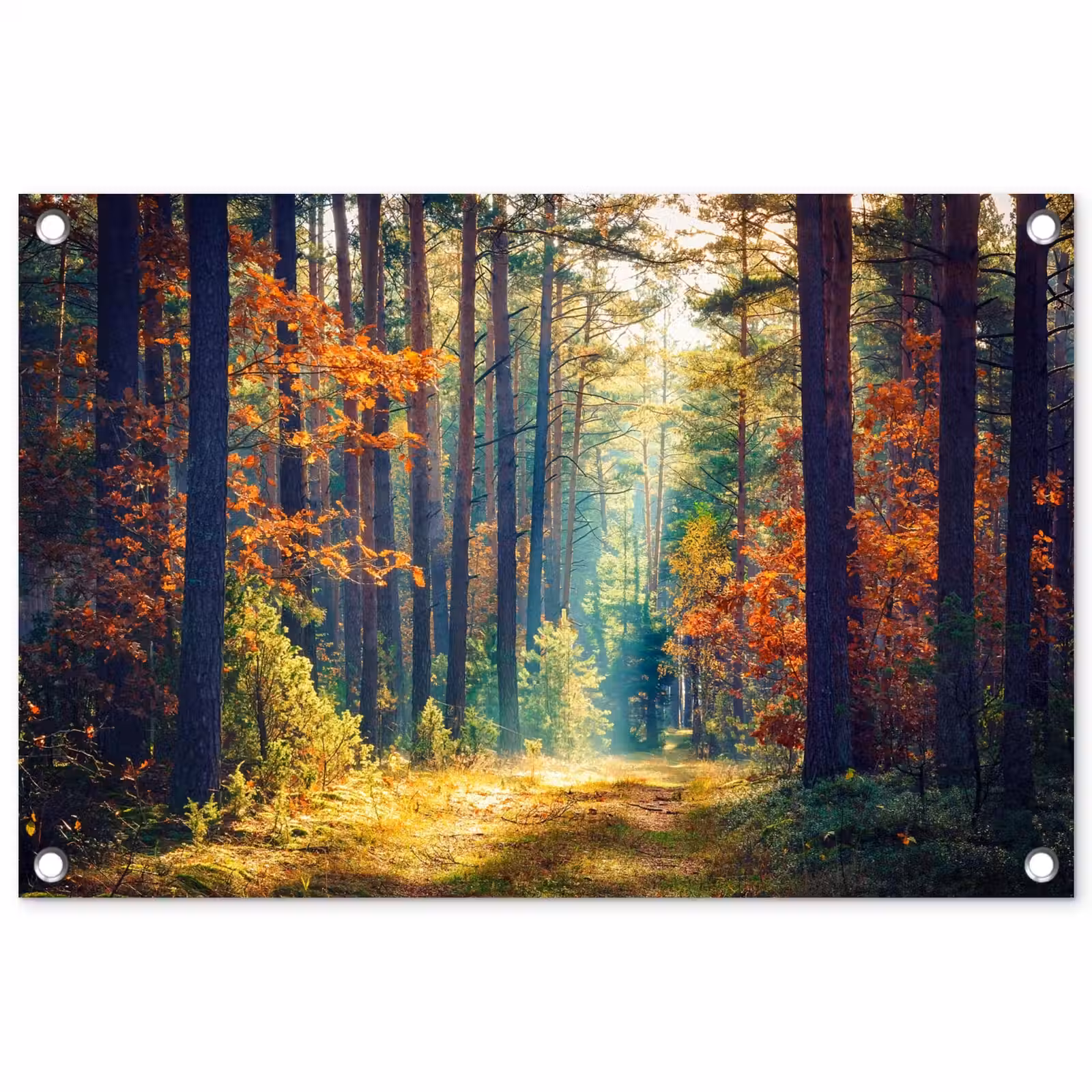 Tuinposter - Herfstbos met zonnestralen — 1