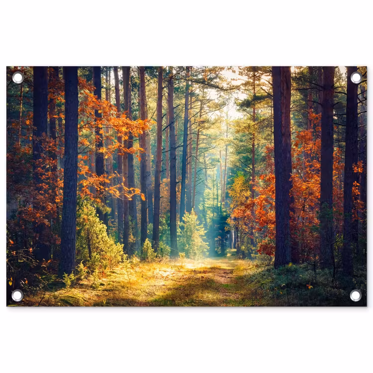 Tuinposter - Herfstbos met zonnestralen — 1