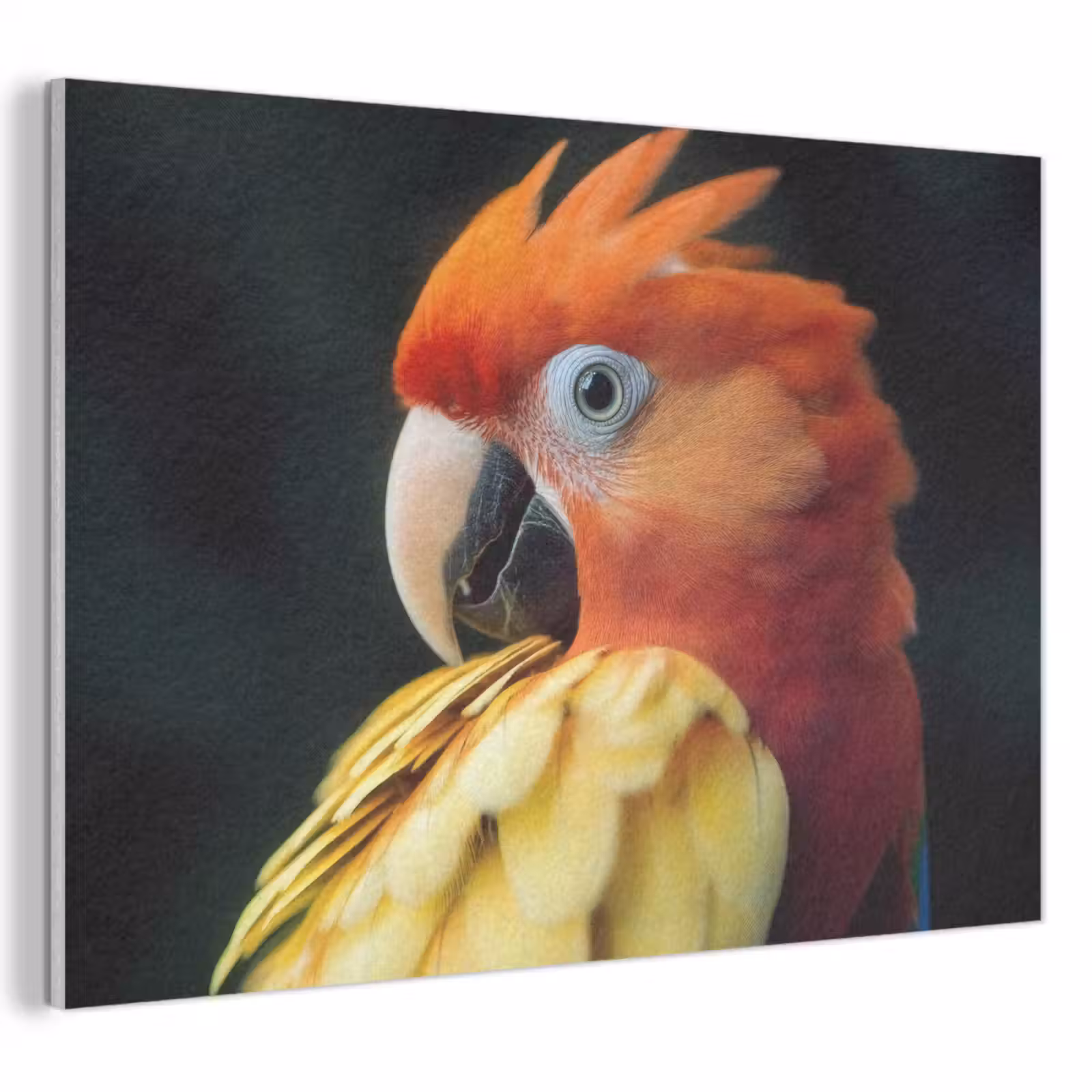 Akoestisch schilderij - Close-up - Papegaai - Veren - Oranje — 1