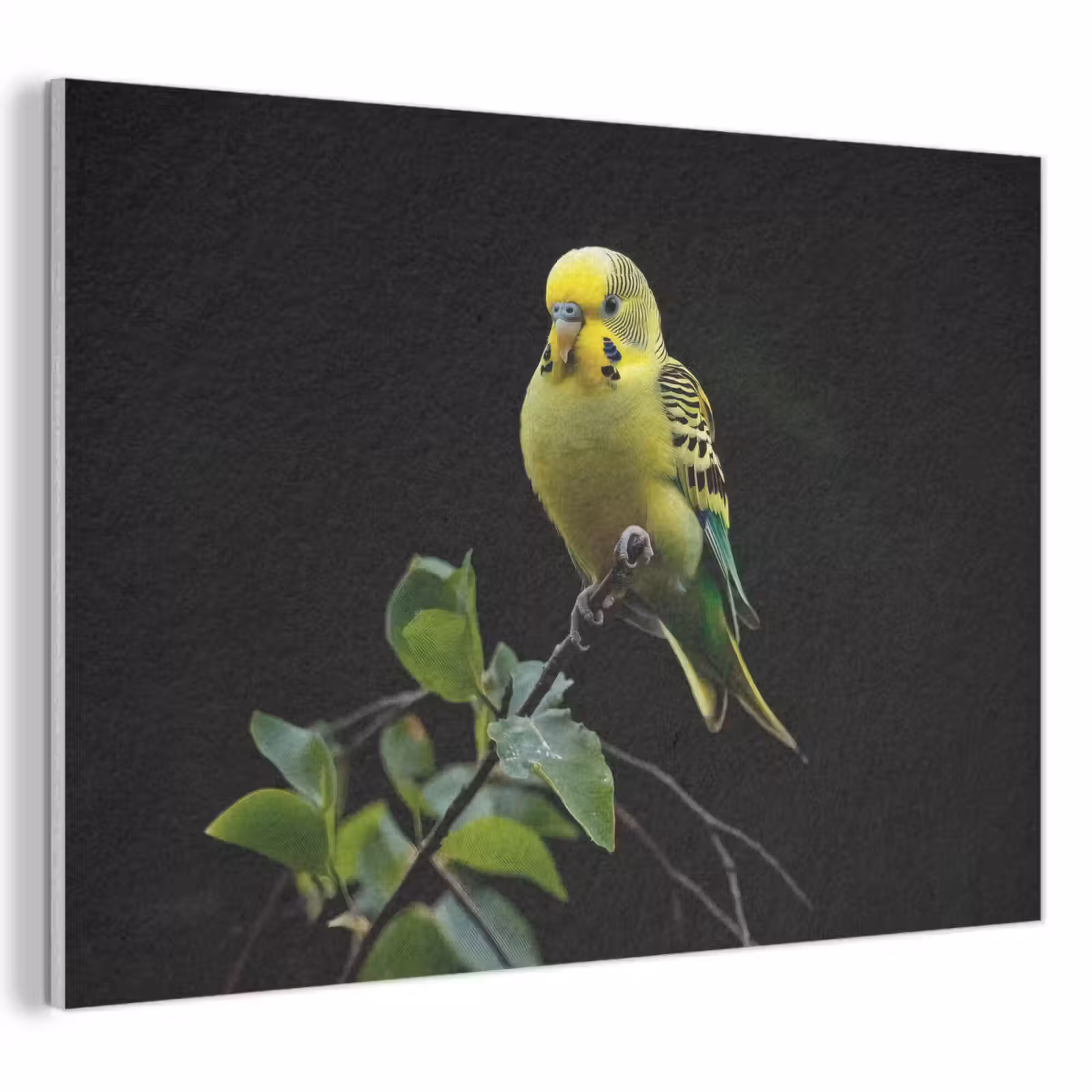 Akoestisch schilderij - Parkiet - Tak - Bladeren - Geel — 1