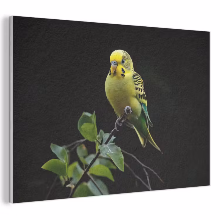 Akoestisch schilderij - Parkiet - Tak - Bladeren - Geel — 1