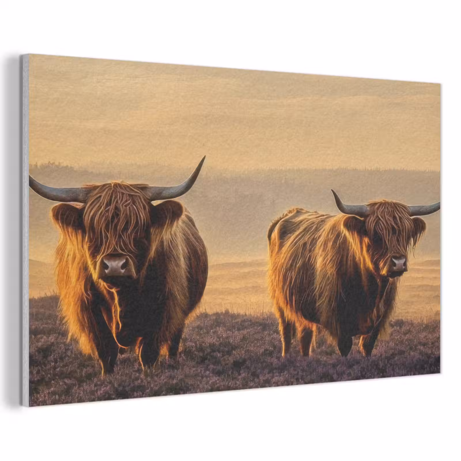 Akoestisch schilderij - Schotse hooglanders - Heide - Landschap - Dieren — 1