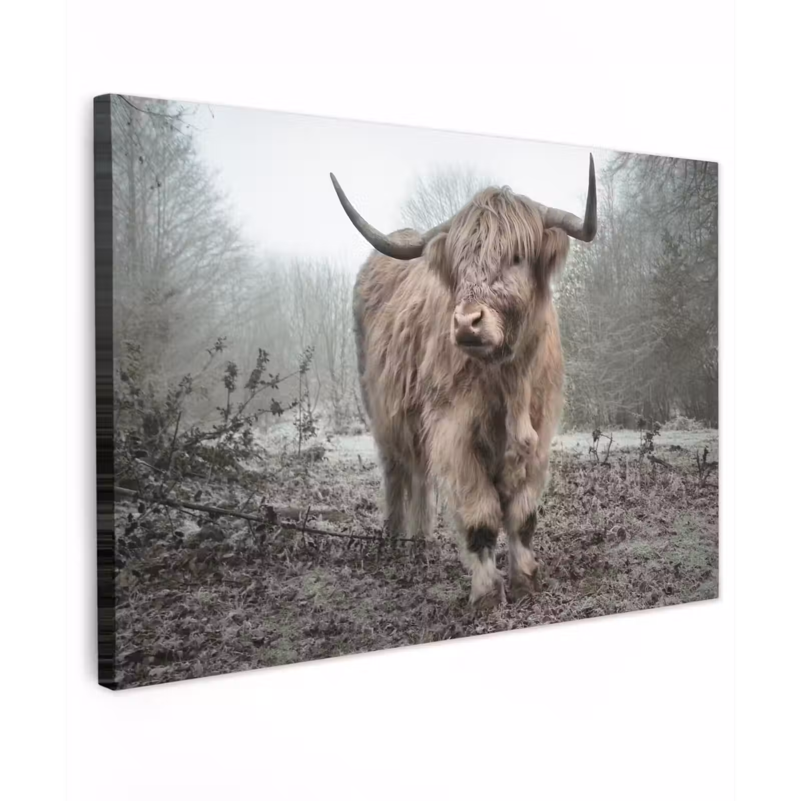 Buiten canvas - Hooglander in de Mist — 1