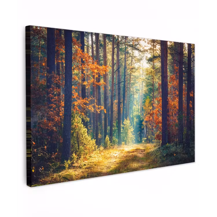 Buiten canvas - Herfstbos in de Ochtendmist — 1