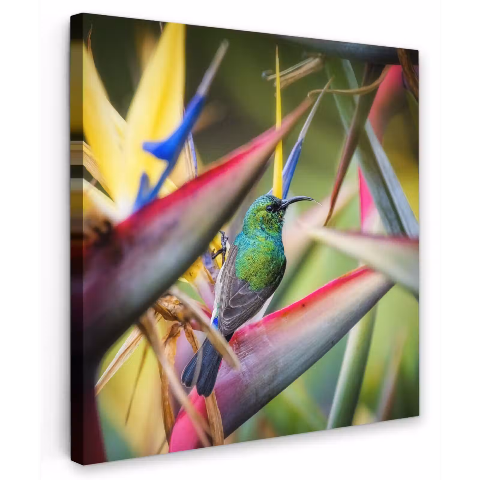 Buiten canvas - Kleurrijke vogel tussen allemaal kleurrijke platen — 1