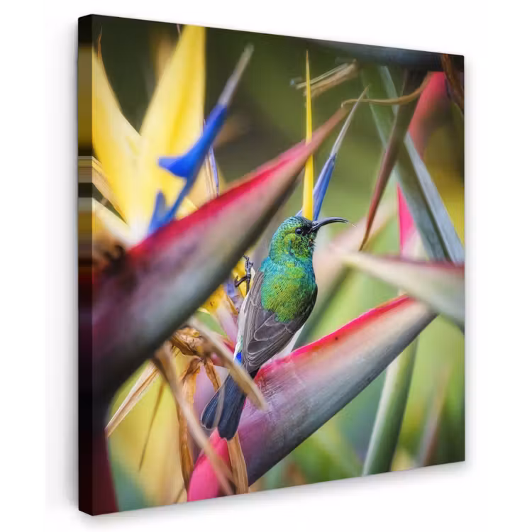 Buiten canvas - Kleurrijke vogel tussen allemaal kleurrijke platen — 1
