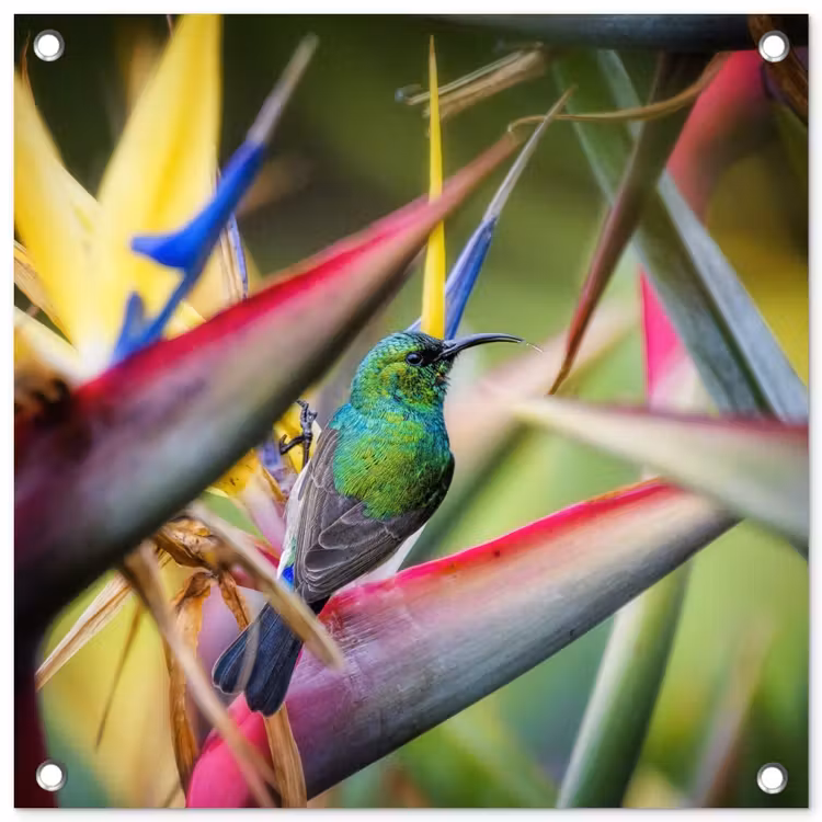 Tuinposter - Kleurrijke vogel tussen allemaal kleurrijke platen — 1