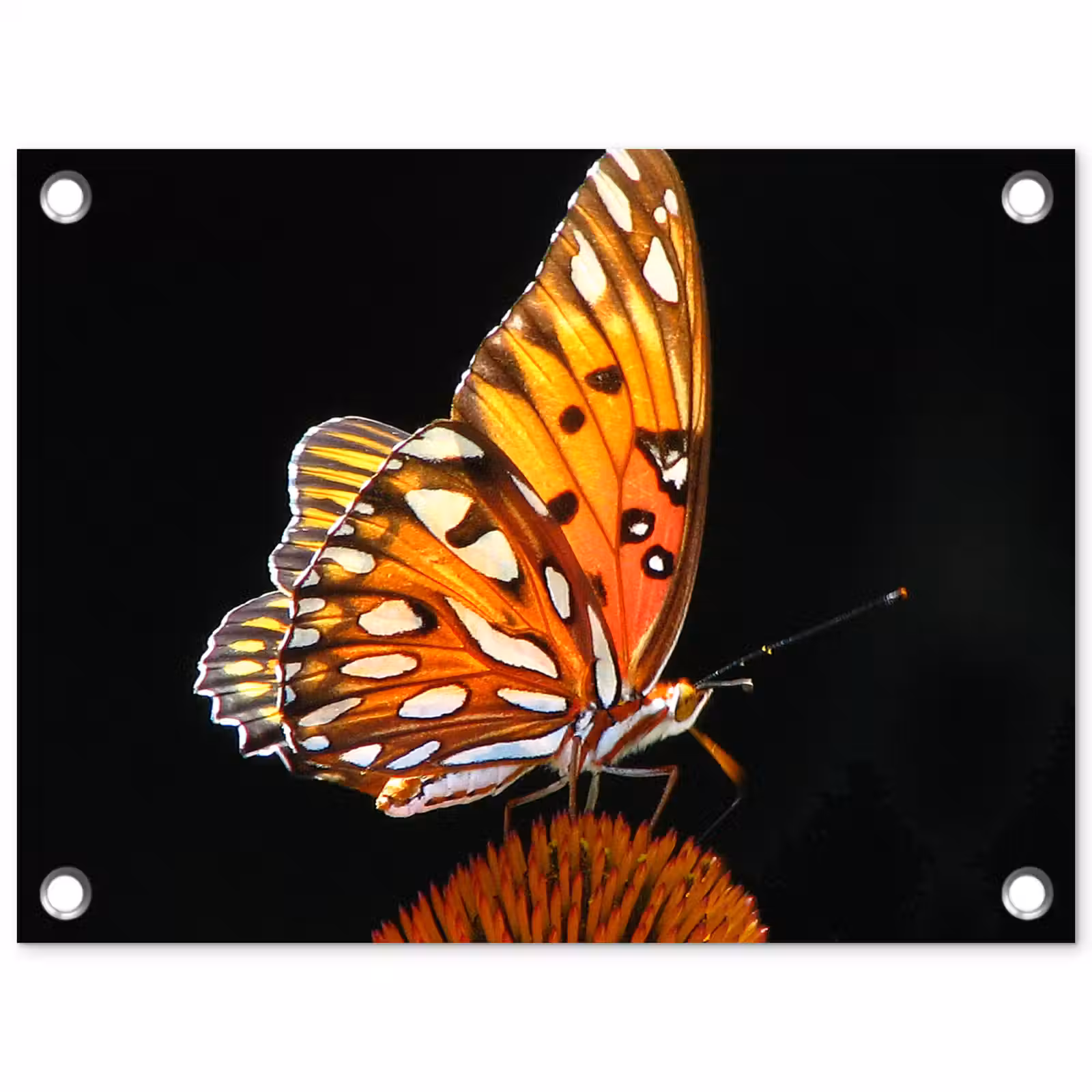 Tuinposter - Vlinder - Bloemen - Insect - Portret - Zwart - Oranje — 1