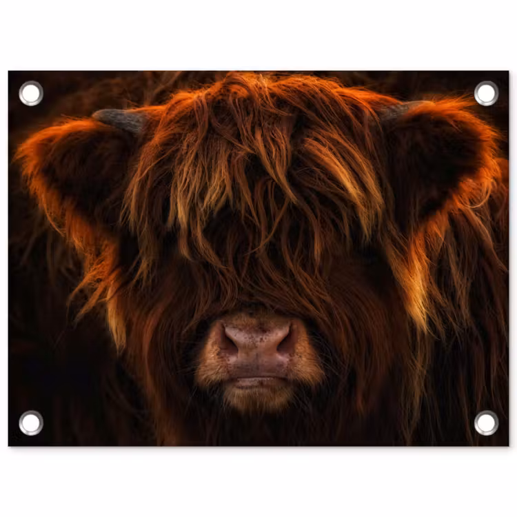 Tuinposter - Schotse Hooglander - Koe - Portret - Dieren