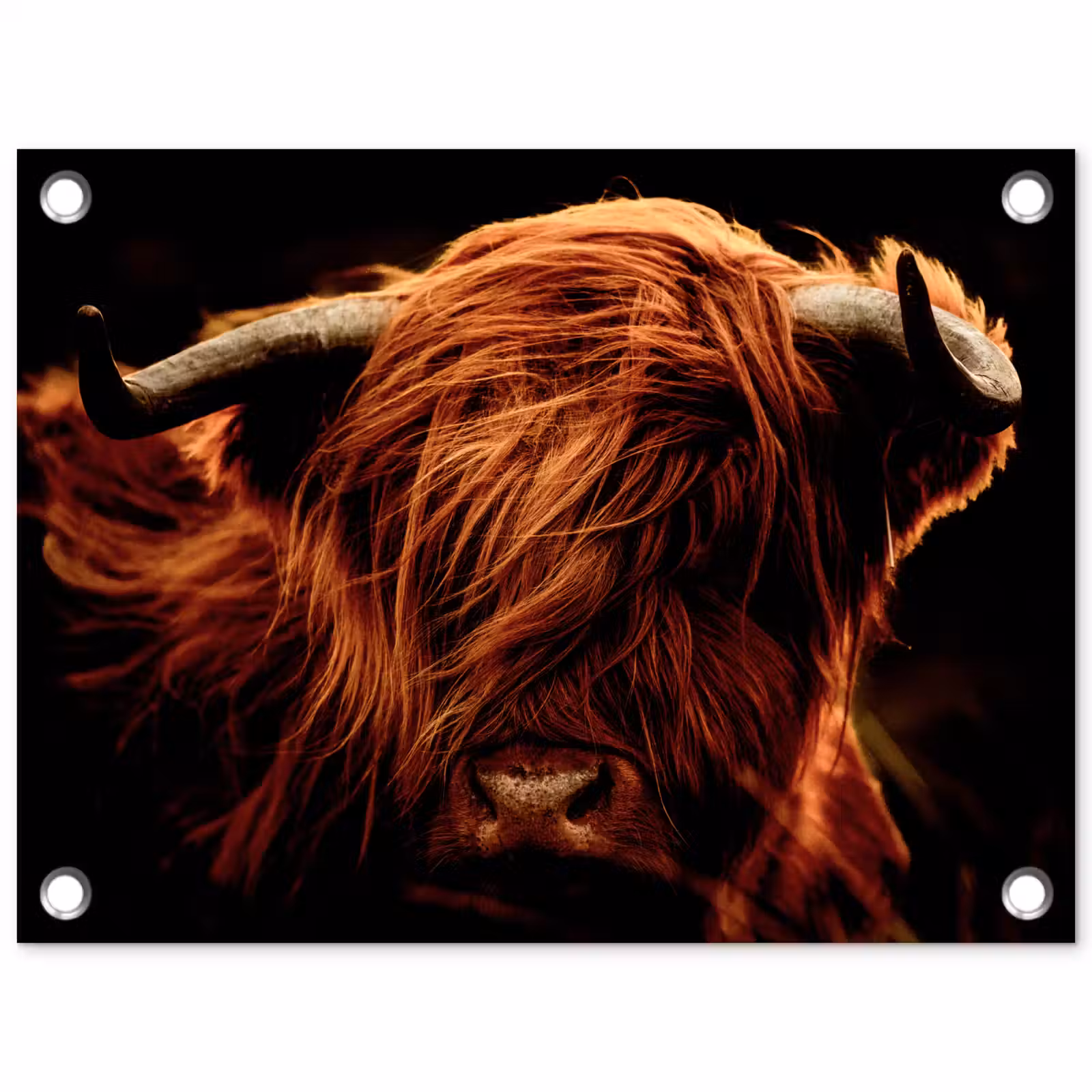 Tuinposter - Schotse hooglander - Koe - Hoorns - Portret - Dieren — 1