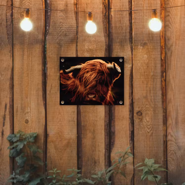Tuinposter - Schotse hooglander - Koe - Hoorns - Portret - Dieren — 2