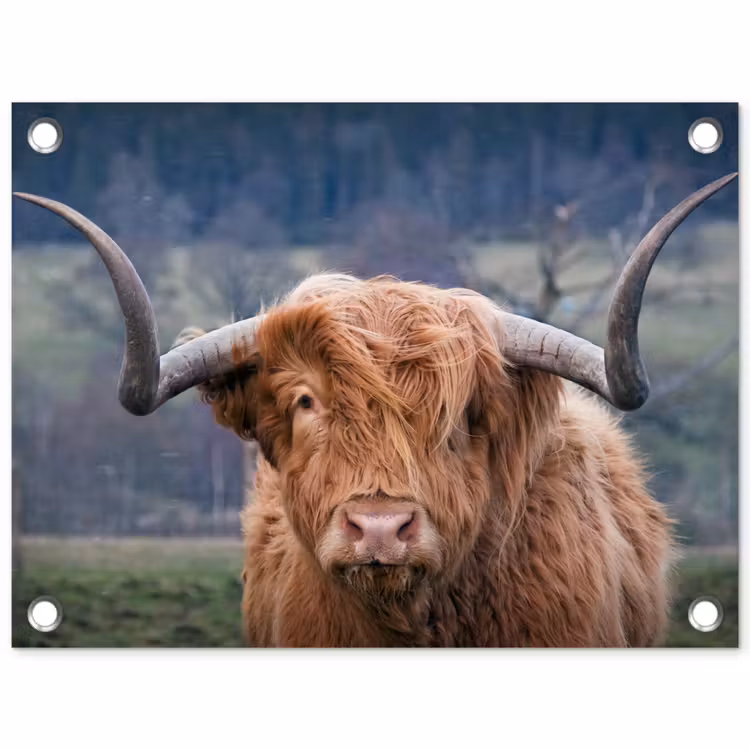 Tuinposter - Schotse Hooglander - Koeienkop - Landschap - Natuur - Koe