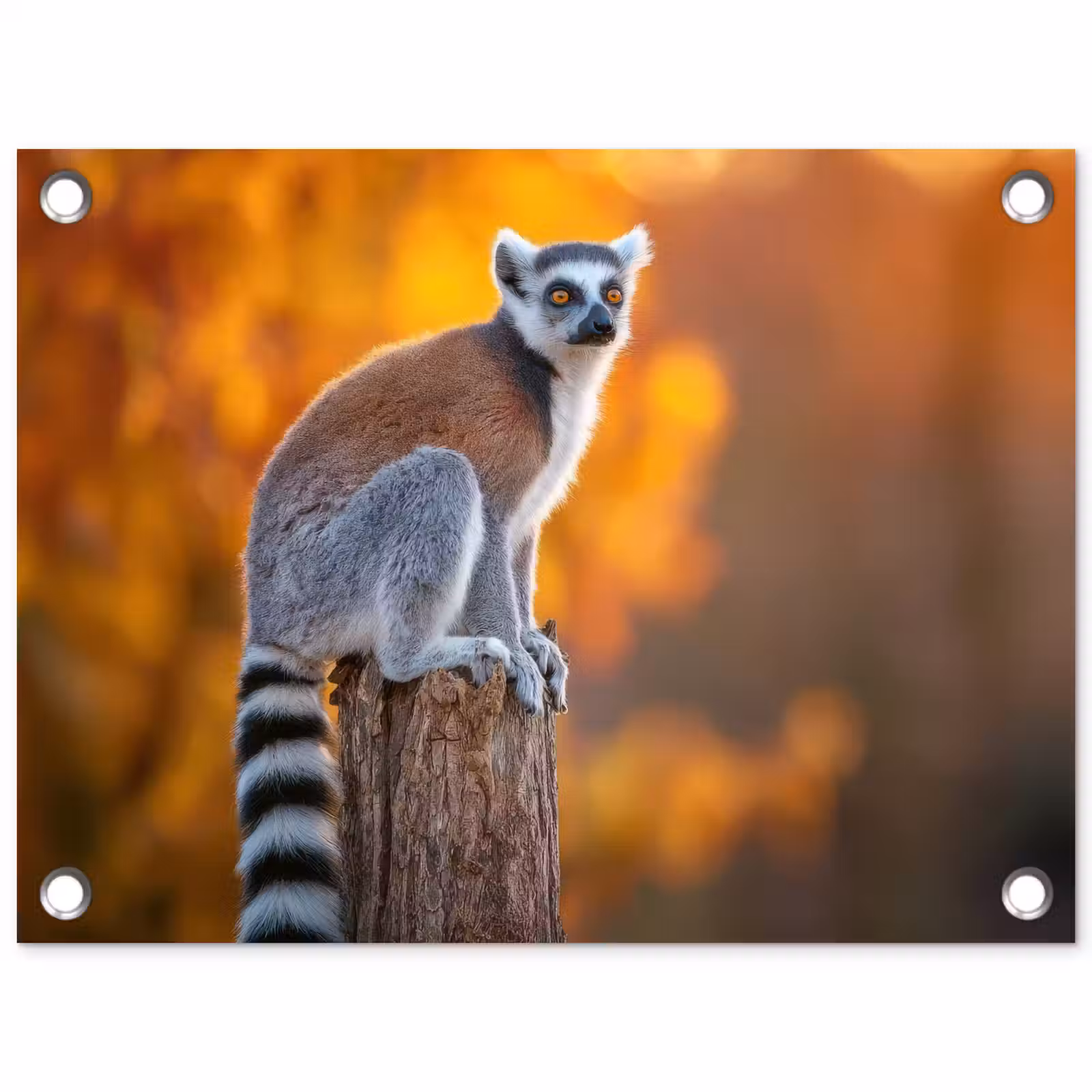 Tuinposter - Ringstaartmaki - Boomstronk - Gestreept — 1