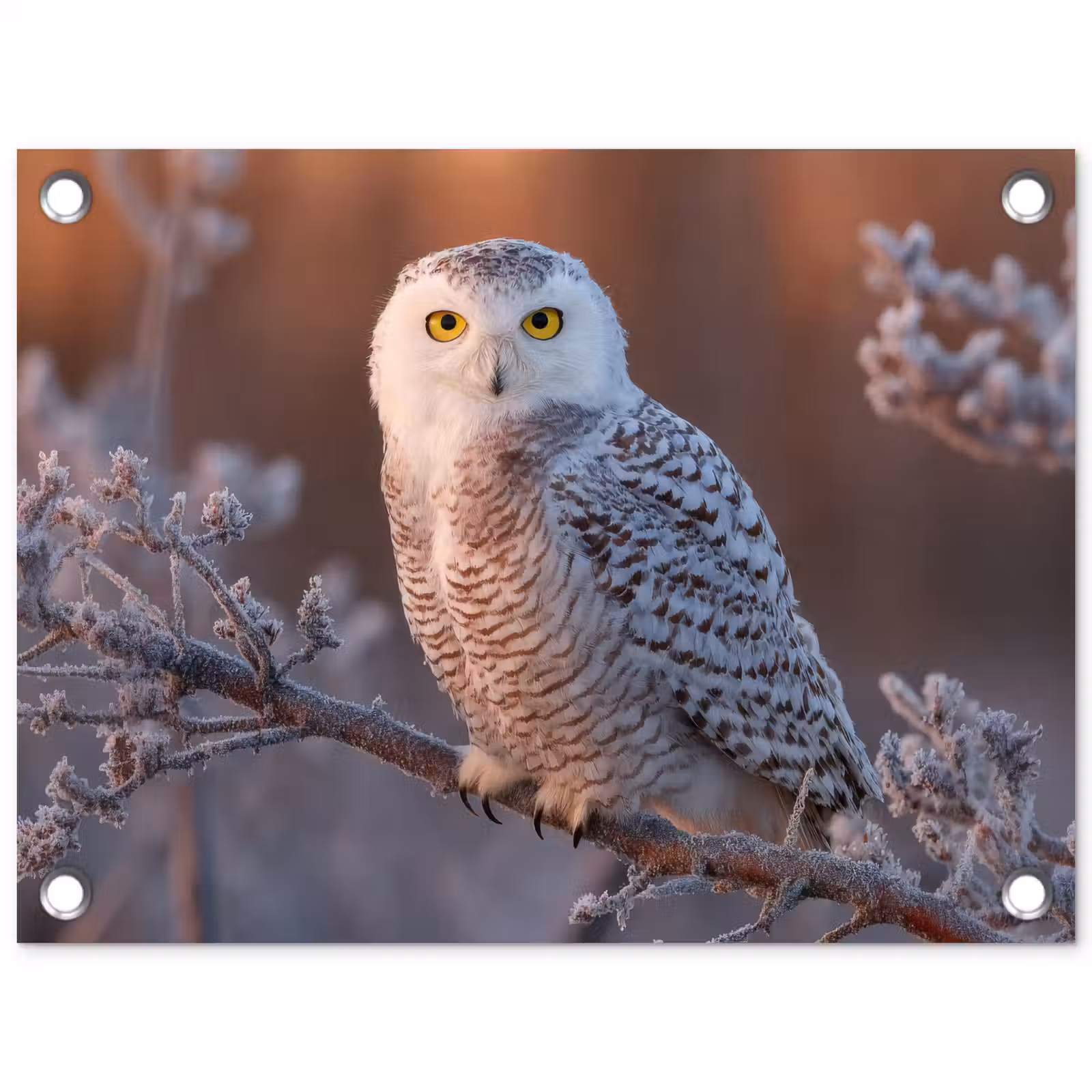 Tuinposter - Sneeuwuil - Wit - Tak - Sneeuw — 1