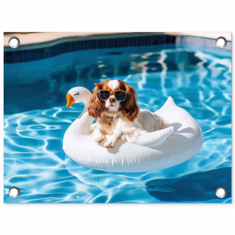 Tuinposter - Spaniel - Zonnebril - Zwemband - Zwemband — 1