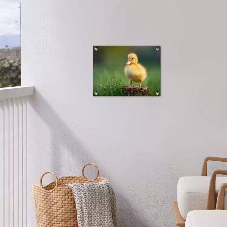 Tuinposter - Kuiken - Eend - Geel - Gras — 3