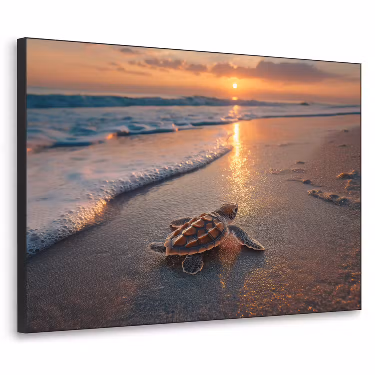 Art Frame - Schildpad - strand - Zonsondergang — 1