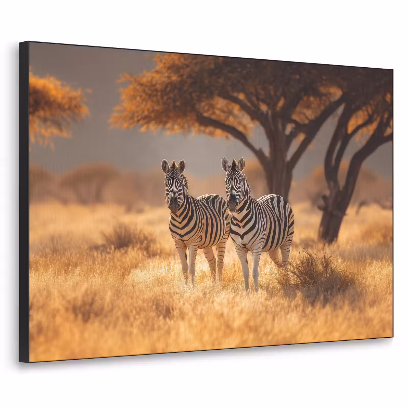 Art Frame - Zebra's - Savannelandschap - Gras — 1