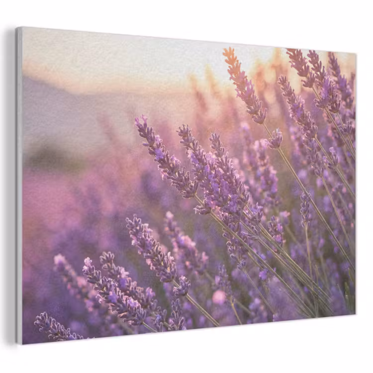 Akoestisch schilderij - Lavendel - Paars - Zonlicht