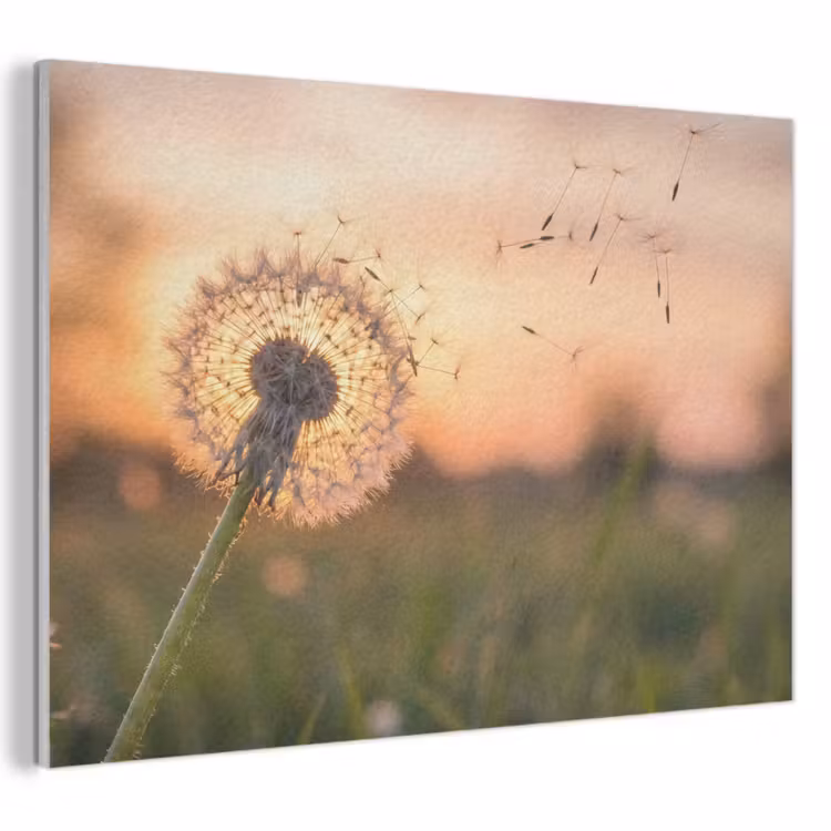 Akoestisch schilderij - Paardenbloem - Zonsondergang - Veld