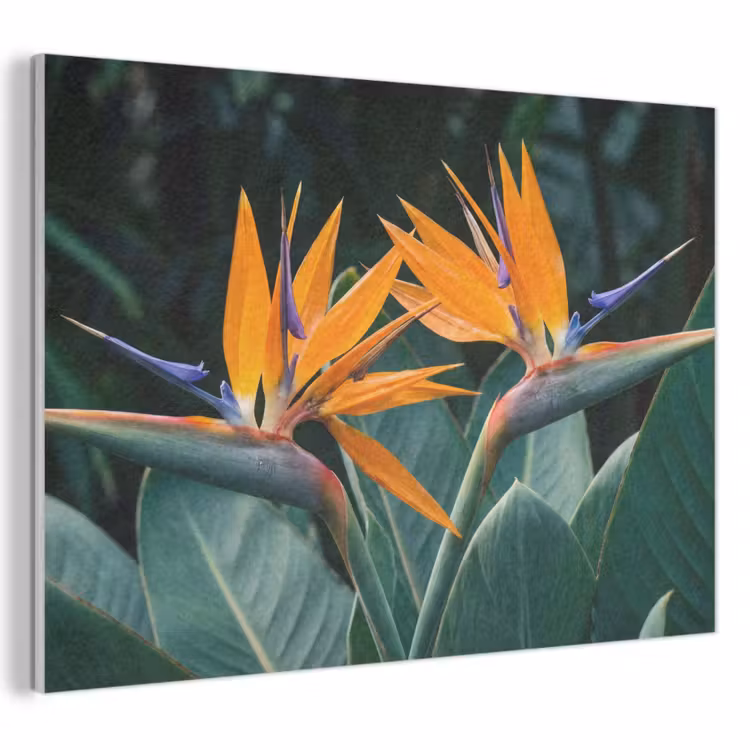 Akoestisch schilderij - Paradijsvogel - Bloem - Exotisch