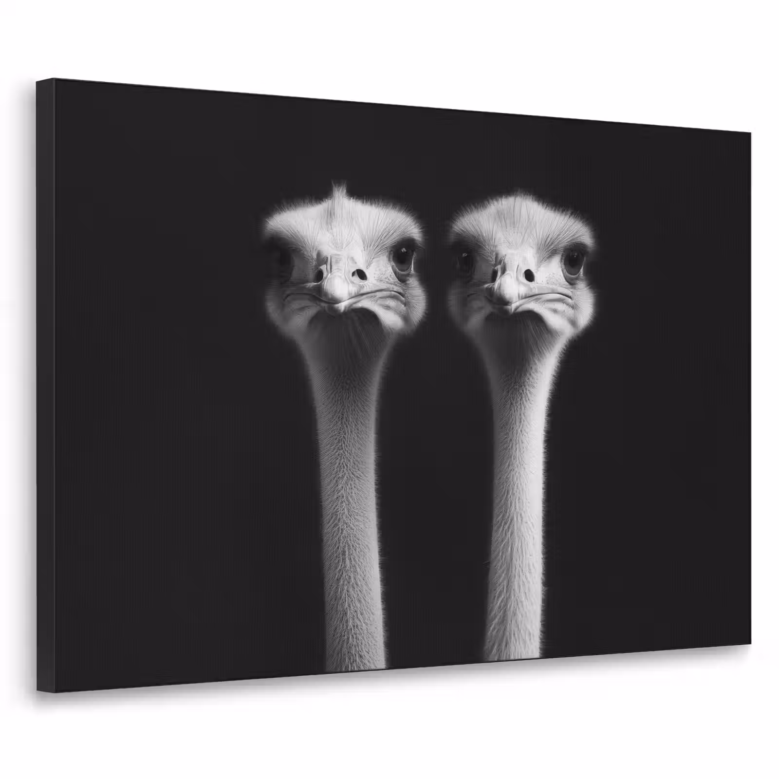 Art Frame - Struisvogels - Halzen - Zwart - Minimalistisch — 1