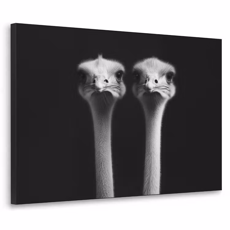 Art Frame - Struisvogels - Halzen - Zwart - Minimalistisch — 1