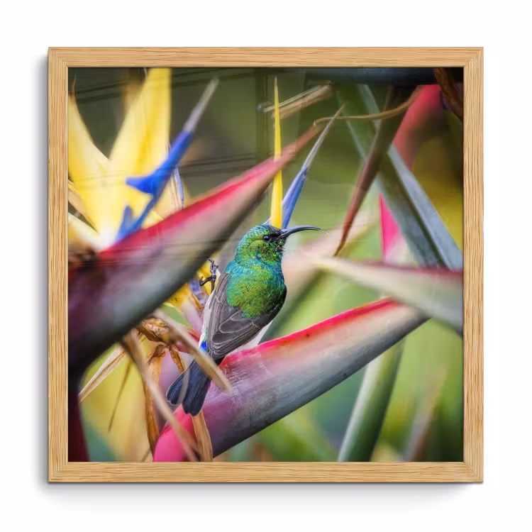 Poster met lijst - Kleurrijke vogel tussen allemaal kleurrijke platen — 1
