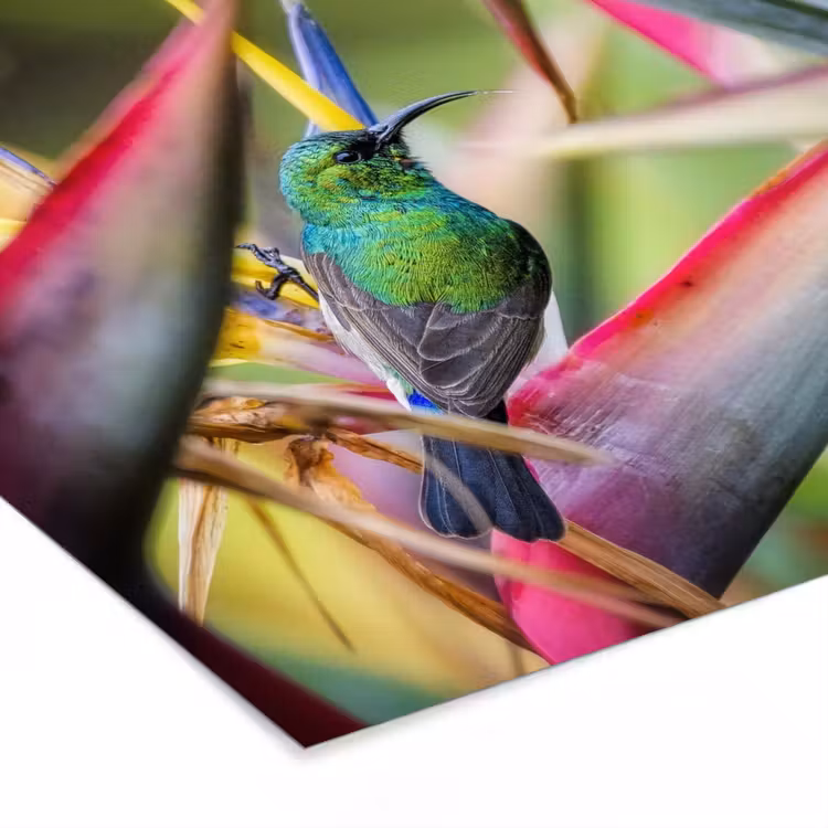 Poster met lijst - Kleurrijke vogel tussen allemaal kleurrijke platen — 7