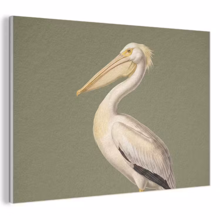 Akoestisch schilderij - Pelikaan - Wit - Vogel - Klassiek - Natuur — 1