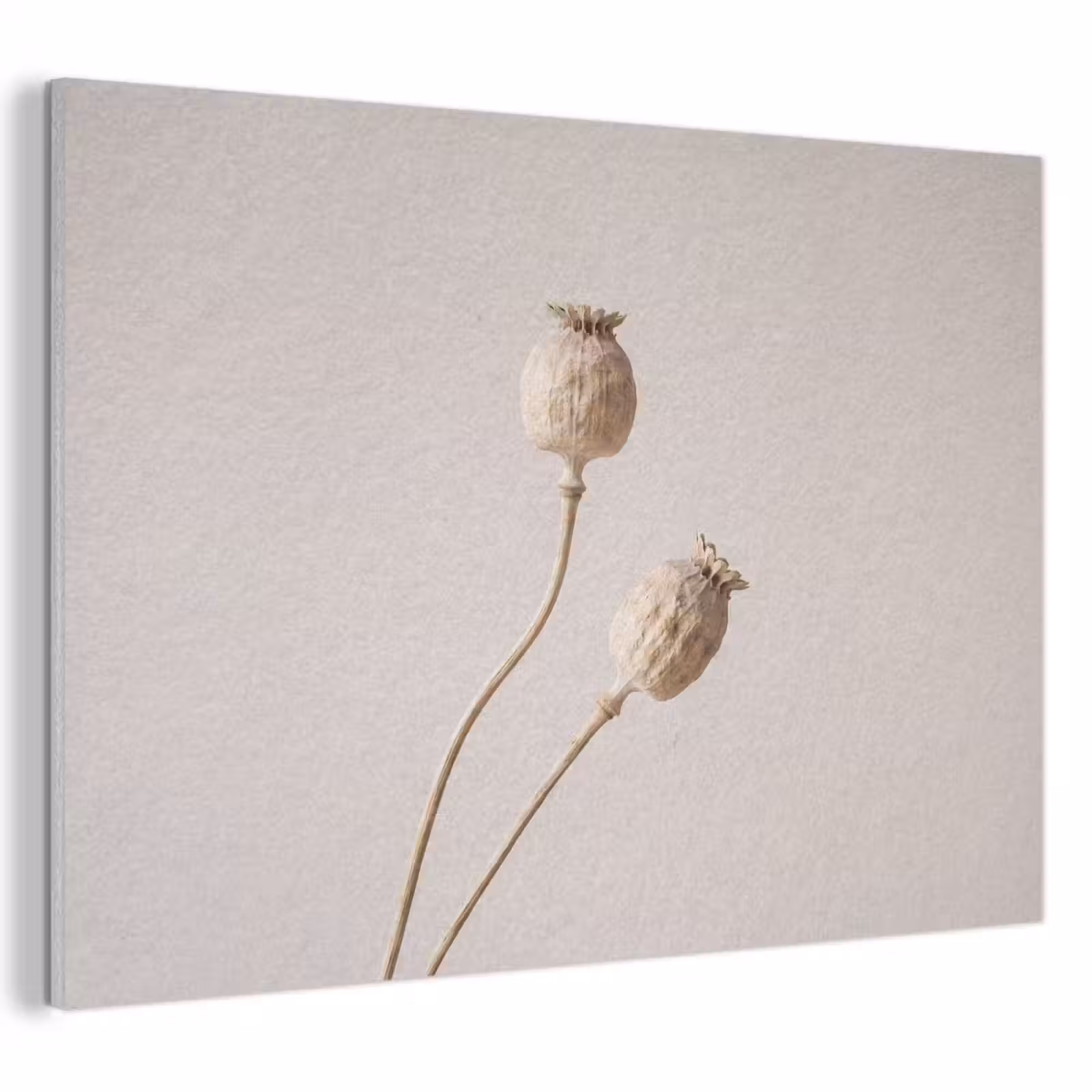 Akoestisch schilderij - Papaverbollen - Droogbloemen - Minimalistisch - Beige - Rustig — 1