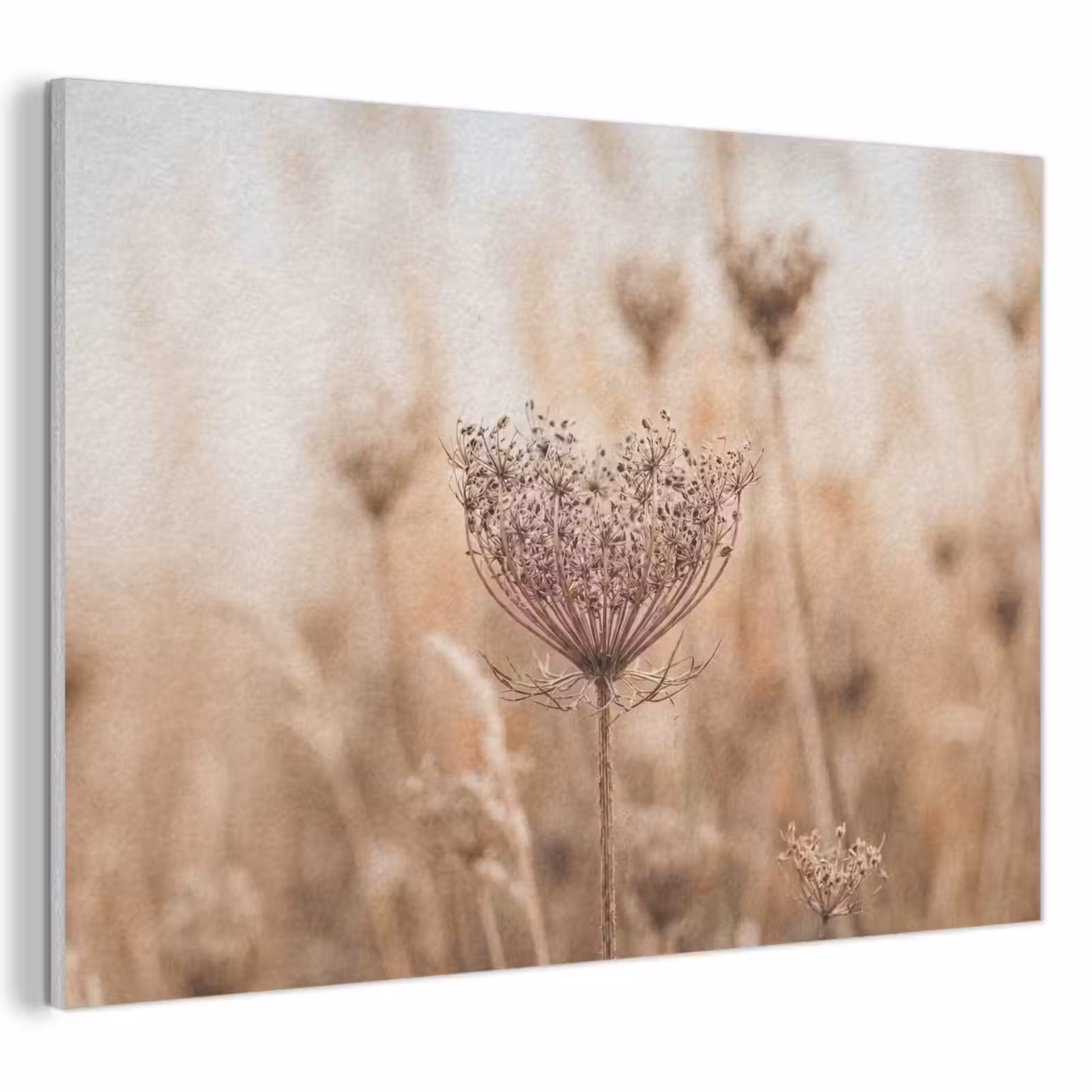 Akoestisch schilderij - Schermbloem - Droogbloem - Winter - Beige - Minimalistisch — 1