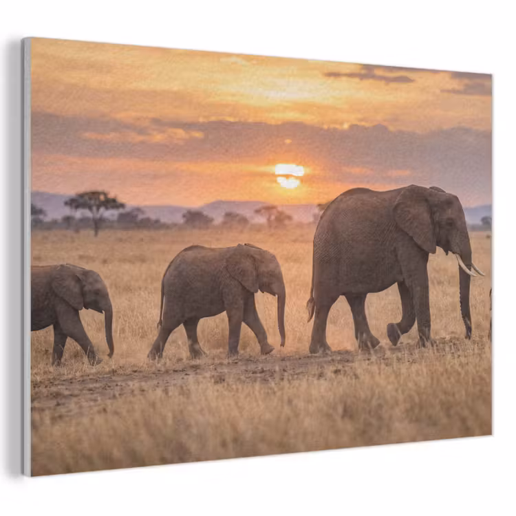 Akoestisch schilderij - Olifanten - Savanne - Zonsondergang - Afrika - Warm