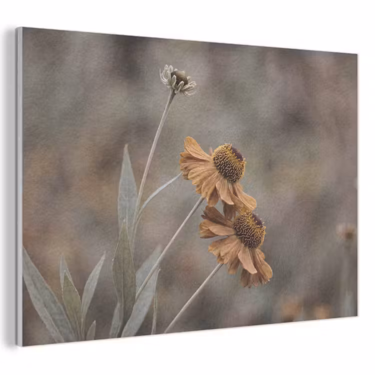 Akoestisch schilderij - Zonnehoed - Droogbloemen - Geel - Warm